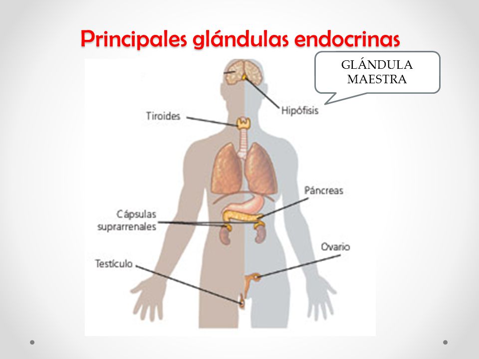 Endocrinas humano cuales del son cuerpo las glandulas principales